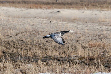 Barnacle Goose (Branta leucopsis) in Barents Sea coastal area, Russia
