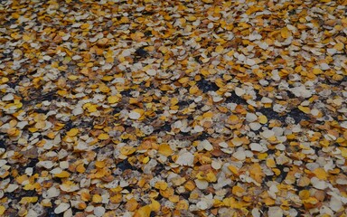texture of autumn leaves