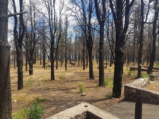 Burned trees in a forest