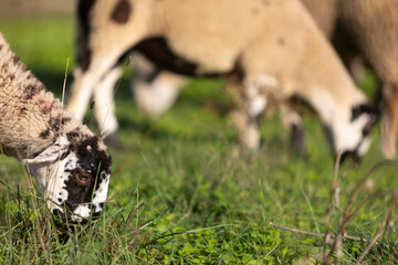 Retrato de una cordera de raza ripollesa (ovella ripollesa) pastando en un prado de hierba al atardecer