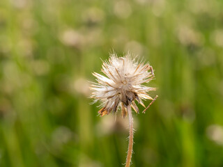 Close up Seeds of Tridax or Wild Daisy flower