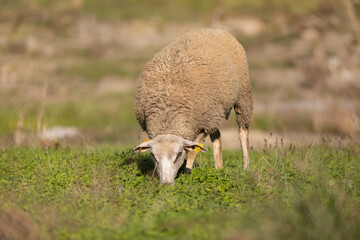 Carnero de raza INRA 401 (Romane) pastando en un prado