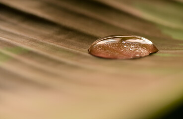 Gota de agua sobre hoja grande (macro)