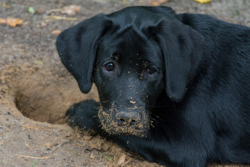 Black Labrador after digging a hole in the ground