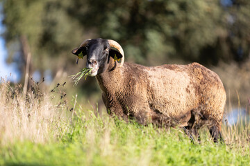 Oveja negra con cuernos pastando hierba