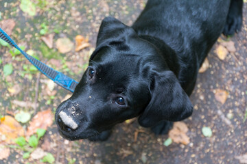 Black Labrador with a dirty nose after digging a hole in the ground