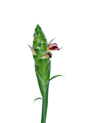 Close up of Ginger or Zingiber officinale flower on white background.