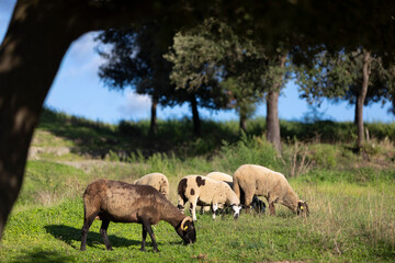 Rebaño de ovejas pastando al atardecer