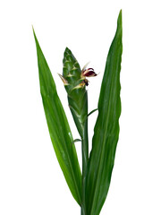 Close up of Ginger or Zingiber officinale flower on white background.