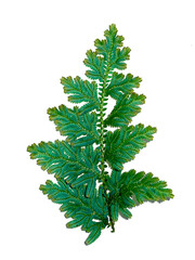 Fototapeta premium Close up Selaginella kraussiana fern leaf on white background.