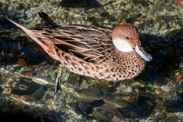 White-cheeked Pintail (Anas bahamensis) in park
