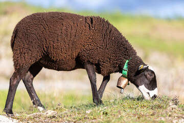 Cordera (oveja) negra de raza INRA 401 (Romane) pastando en un prado al atardecer (raza francesa)