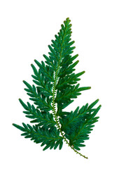 Close up Selaginella kraussiana fern leaf on white background.