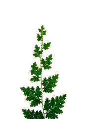 Close up Selaginella kraussiana fern leaf on white background.