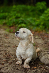 Cute maltese, bichon mix breed dog posing on leash in autumn nature