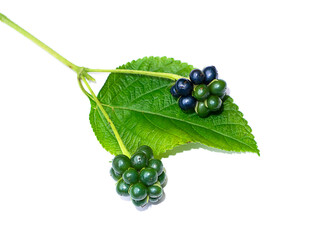 Close up of Lantana camara seeds with leaf on white background.