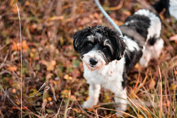 Fototapeta premium Cute poodle mix breed dog posing on leash in autumn nature