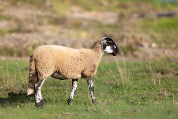 Obraz premium Retrato de una cordera de raza ripollesa (ovella ripollesa) pastando en un prado de hierba al atardecer