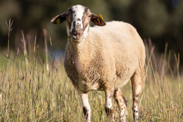 Rebaño de ovejas pastando al atardecer