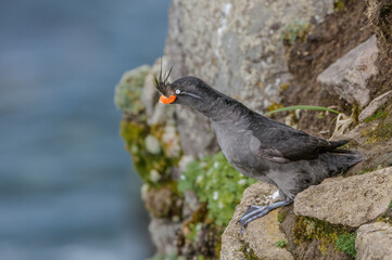 Crested Auklet (Aethia cristatella) at St. George Island, Pribilof Islands, Alaska, USA