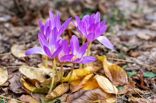 Colchicum purple grows in the garden. Blooming purple colchicum on a background of fallen autumn leaves.