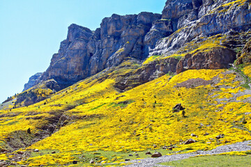 Ordesa and Monte Perdido National Park in the Spanish Pyrenees. Thickets of flowering Genista horrida cover the North face of the canyon.
