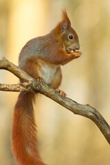 Ein europäisches rotes Eichhörnchen sitzt im Frühling auf einem Ast mit einer Nuss im Mund, sciurus vulgaris
