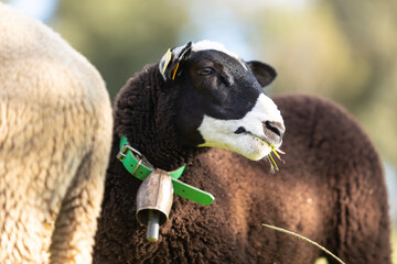 Cordera (oveja) negra de raza INRA 401 (Romane) pastando en un prado al atardecer (raza francesa)