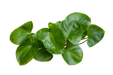 green leaf of Homalomena expedita Ornamental plants in the garden isolated on white background grow in water with clipping path