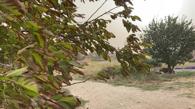 The tree is fluttering in a strong wind. Dust storm and bad weather on a cloudy autumn day. Plants bend under the hurricane. Storm wind in the Rostov region of Volgodonsk, Russia. Copy space