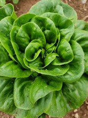 A head of green Boston lettuce filling the frame