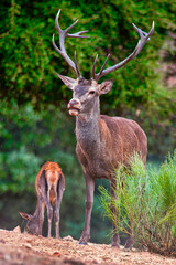 Red Deer, Cervus elaphus, Rutting Season, Monfragüe National Park, Biosphere Reserve, Cáceres Province, Extremadura, Spain, Europe