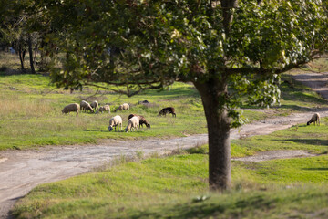 Rebaño de ovejas pastando al atardecer