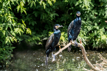 Great Cormorants (Phalacrocorax carbo) on pond