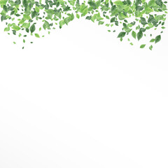 Green Leaves Blur White And Gray Background 