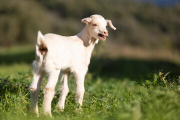 Cabrito blanco balando en un prado