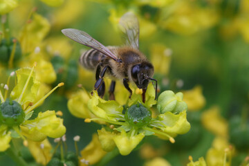 bee on a flower