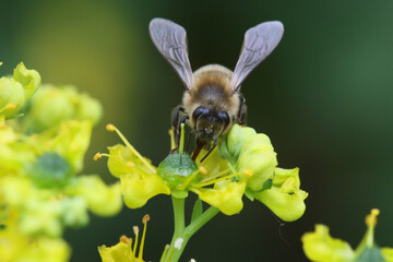 bee on a flower