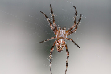 spider in web
