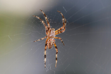 spider in web