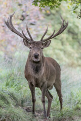 Face to face with Red deer male dominant (Cervus elaphus)