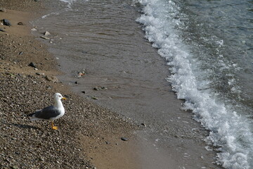 seagull looking for fish or bread to eat