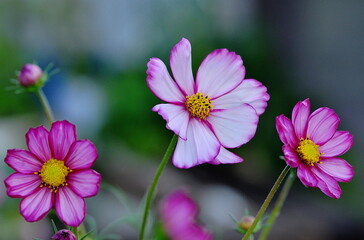 Obraz premium Cosmea