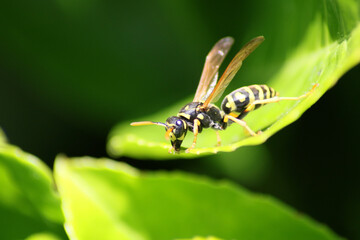 wasp on leaf