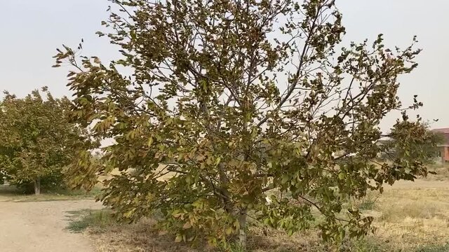 The tree is fluttering in a strong wind. Dust storm and bad weather on a cloudy autumn day. Plants bend under the hurricane. Storm wind in the Rostov region of Volgodonsk, Russia