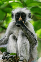 Zanzibar Red Colobus (Piliocolobus kirkii), Jozani Chwaka Bay National Park, Zanzibar, Tanzania
