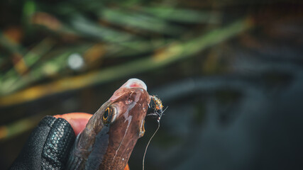 Grayling caught on the fly in a forest stream.