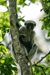 Zanzibar Red Colobus (Piliocolobus kirkii) mother with baby sitting in tree, Jozani Chwaka Bay National Park, Zanzibar, Tanzania