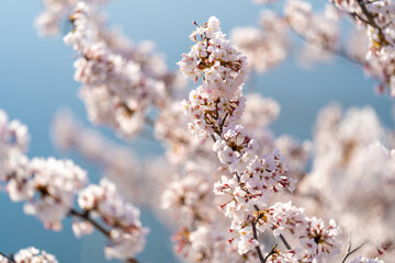 cherry blossoms