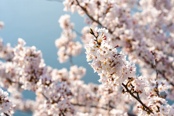 cherry blossoms